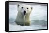 Polar Bear, Hudson Bay, Canada-Paul Souders-Framed Stretched Canvas