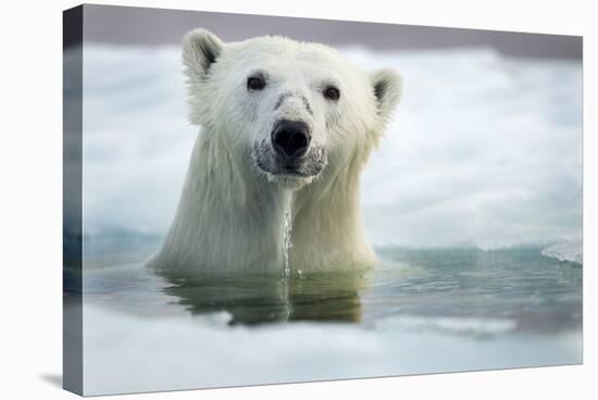 Polar Bear, Hudson Bay, Canada-Paul Souders-Stretched Canvas