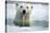 Polar Bear, Hudson Bay, Canada-Paul Souders-Stretched Canvas