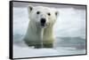 Polar Bear, Hudson Bay, Canada-Paul Souders-Framed Stretched Canvas