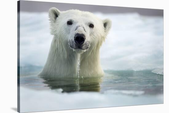 Polar Bear, Hudson Bay, Canada-Paul Souders-Stretched Canvas