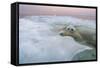 Polar Bear, Hudson Bay, Canada-Paul Souders-Framed Stretched Canvas