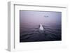 Polar Bear, Hudson Bay, Canada-null-Framed Photographic Print