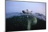 Polar Bear, Hudson Bay, Canada-null-Mounted Photographic Print