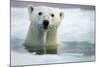 Polar Bear, Hudson Bay, Canada-Paul Souders-Mounted Photographic Print