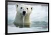 Polar Bear, Hudson Bay, Canada-Paul Souders-Framed Photographic Print