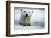 Polar Bear, Hudson Bay, Canada-Paul Souders-Framed Photographic Print