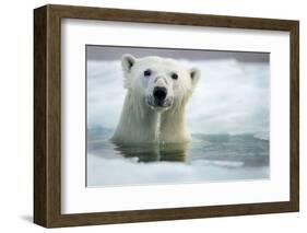 Polar Bear, Hudson Bay, Canada-Paul Souders-Framed Photographic Print