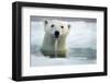 Polar Bear, Hudson Bay, Canada-Paul Souders-Framed Photographic Print