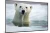 Polar Bear, Hudson Bay, Canada-Paul Souders-Mounted Photographic Print