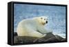 Polar Bear, Hudson Bay, Manitoba, Canada-Paul Souders-Framed Stretched Canvas