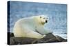 Polar Bear, Hudson Bay, Manitoba, Canada-Paul Souders-Stretched Canvas