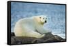 Polar Bear, Hudson Bay, Manitoba, Canada-Paul Souders-Framed Stretched Canvas