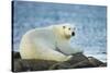 Polar Bear, Hudson Bay, Manitoba, Canada-Paul Souders-Stretched Canvas