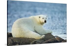 Polar Bear, Hudson Bay, Manitoba, Canada-Paul Souders-Stretched Canvas