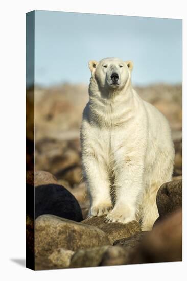 Polar Bear, Hudson Bay, Manitoba, Canada-Paul Souders-Stretched Canvas