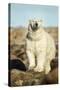 Polar Bear, Hudson Bay, Manitoba, Canada-Paul Souders-Stretched Canvas