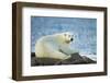 Polar Bear, Hudson Bay, Manitoba, Canada-Paul Souders-Framed Photographic Print