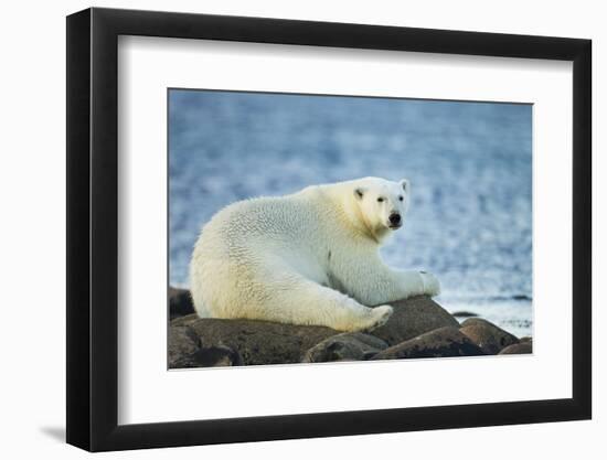 Polar Bear, Hudson Bay, Manitoba, Canada-Paul Souders-Framed Photographic Print