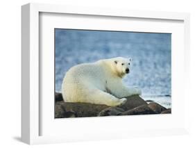 Polar Bear, Hudson Bay, Manitoba, Canada-Paul Souders-Framed Photographic Print