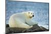 Polar Bear, Hudson Bay, Manitoba, Canada-Paul Souders-Mounted Photographic Print