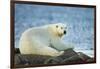 Polar Bear, Hudson Bay, Manitoba, Canada-Paul Souders-Framed Photographic Print