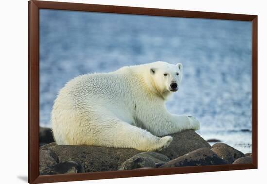 Polar Bear, Hudson Bay, Manitoba, Canada-Paul Souders-Framed Photographic Print