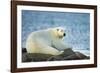 Polar Bear, Hudson Bay, Manitoba, Canada-Paul Souders-Framed Photographic Print