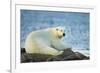 Polar Bear, Hudson Bay, Manitoba, Canada-Paul Souders-Framed Photographic Print