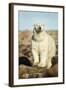 Polar Bear, Hudson Bay, Manitoba, Canada-Paul Souders-Framed Photographic Print