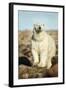 Polar Bear, Hudson Bay, Manitoba, Canada-Paul Souders-Framed Photographic Print