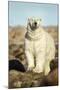 Polar Bear, Hudson Bay, Manitoba, Canada-Paul Souders-Mounted Photographic Print