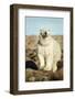 Polar Bear, Hudson Bay, Manitoba, Canada-Paul Souders-Framed Photographic Print