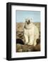 Polar Bear, Hudson Bay, Manitoba, Canada-Paul Souders-Framed Photographic Print