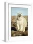 Polar Bear, Hudson Bay, Manitoba, Canada-Paul Souders-Framed Photographic Print