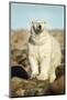 Polar Bear, Hudson Bay, Manitoba, Canada-Paul Souders-Mounted Photographic Print