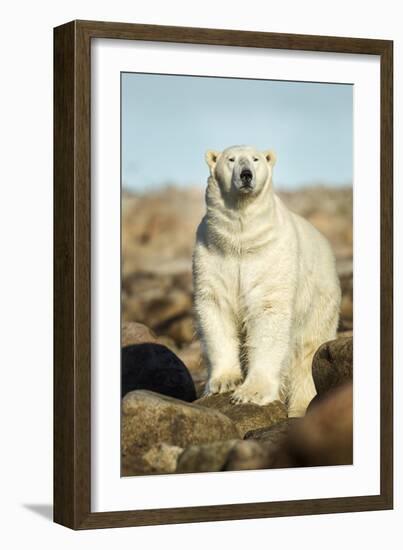 Polar Bear, Hudson Bay, Manitoba, Canada-Paul Souders-Framed Photographic Print