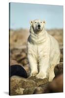 Polar Bear, Hudson Bay, Manitoba, Canada-Paul Souders-Stretched Canvas