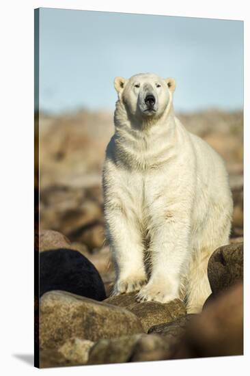 Polar Bear, Hudson Bay, Manitoba, Canada-Paul Souders-Stretched Canvas