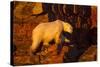 Polar Bear, Hudson Bay, Nunavut, Canada-Paul Souders-Stretched Canvas