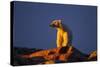 Polar Bear, Hudson Bay, Nunavut, Canada-Paul Souders-Stretched Canvas