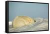 Polar Bear, Hudson Bay, Nunavut, Canada-Paul Souders-Framed Stretched Canvas