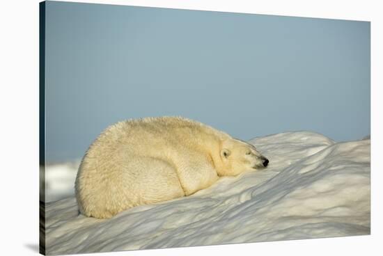 Polar Bear, Hudson Bay, Nunavut, Canada-Paul Souders-Stretched Canvas