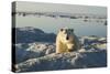 Polar Bear, Hudson Bay, Nunavut, Canada-Paul Souders-Stretched Canvas