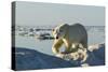 Polar Bear, Hudson Bay, Nunavut, Canada-Paul Souders-Stretched Canvas