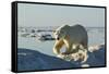 Polar Bear, Hudson Bay, Nunavut, Canada-Paul Souders-Framed Stretched Canvas