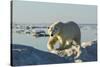 Polar Bear, Hudson Bay, Nunavut, Canada-Paul Souders-Stretched Canvas