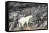 Polar Bear, Hudson Bay, Nunavut, Canada-Paul Souders-Framed Stretched Canvas