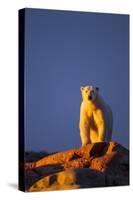 Polar Bear, Hudson Bay, Nunavut, Canada-Paul Souders-Stretched Canvas