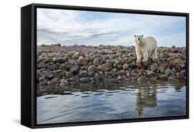 Polar Bear, Hudson Bay, Nunavut, Canada-Paul Souders-Framed Stretched Canvas